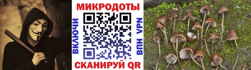 Псилоцибиновые грибы Psilocybe  Верхняя Тура 
